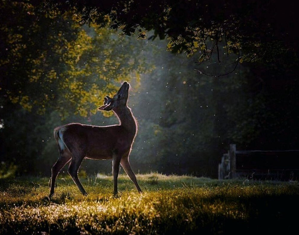 What does the deer symbolize in Eastern and Western cultures？